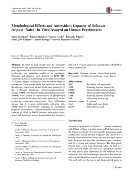 Morphological Effects and Antioxidant Capacity of Solanum Crispum (Natre) in Vitro Assayed on Human Erythrocytes