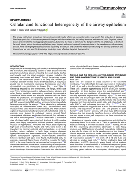 Cellular and Functional Heterogeneity of the Airway Epithelium