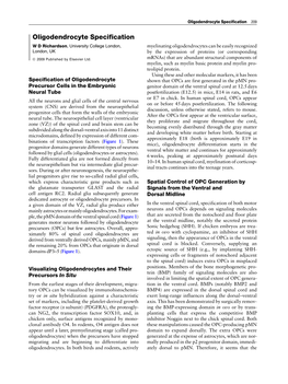 Oligodendrocyte Specification 209