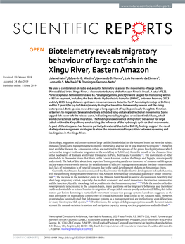 Biotelemetry Reveals Migratory Behaviour of Large Catfish in The