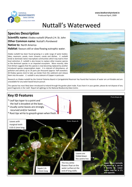 Nuttall's Waterweed