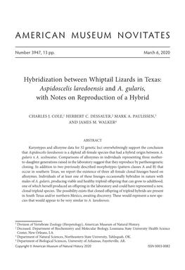 Hybridization Between Whiptail Lizards in Texas: Aspidoscelis Laredoensis and A