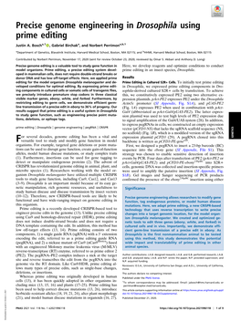 Precise Genome Engineering in Drosophila Using Prime Editing