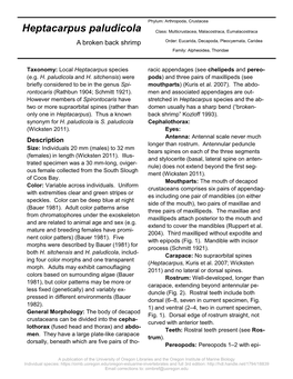 Heptacarpus Paludicola Class: Multicrustacea, Malacostraca, Eumalacostraca