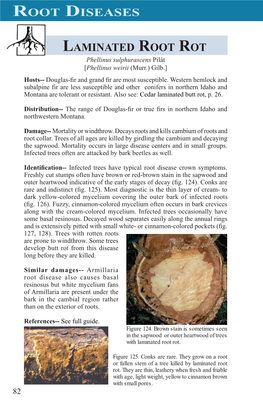 Root Diseases Laminated Root