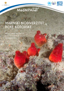 Marinski Biodiverzitet Boke Kotorske