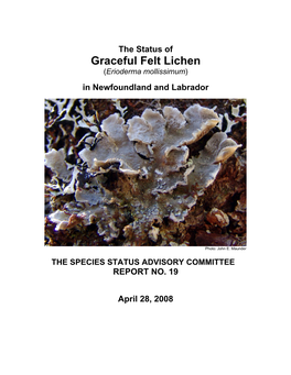 The Status of Graceful Felt Lichen (Erioderma Mollissimum)