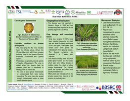 Rice Yellow Mottle Virus (RYMV) Causal Agent: Sobemovirus Geographical Distribution Management Strategies