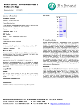 Human BLVRB / Biliverdin Reductase B Protein (His Tag)