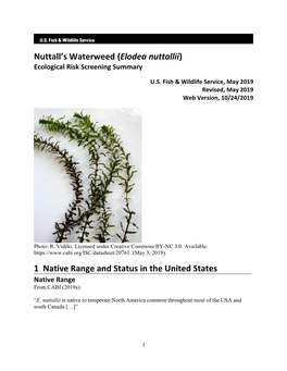 Nuttall's Waterweed (Elodea Nuttallii) ERSS