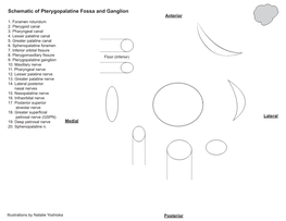 Schematic of Pterygopalatine Fossa and Ganglion Anterior 1