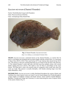 Syacium Micrurum (Channel Flounder)