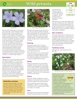 Wild Petunia (Ruellia Caroliniensis)