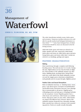 Management of Waterfowl GWEN B