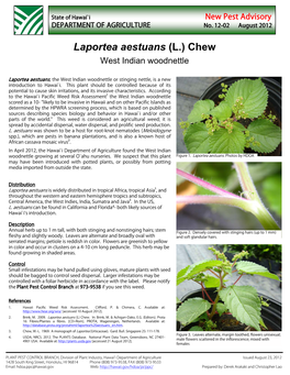 Laportea Aestuans (L.) Chew West Indian Woodnettle