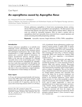 An Aspergilloma Caused by Aspergillus Flavus