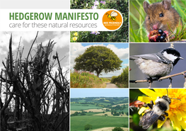 HEDGEROW MANIFESTO Care for These Natural Resources 2 Contents Hedgerows Are Crucial for Wildlife