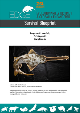 Largetooth Sawfish, Pristis Pristis Bangladesh