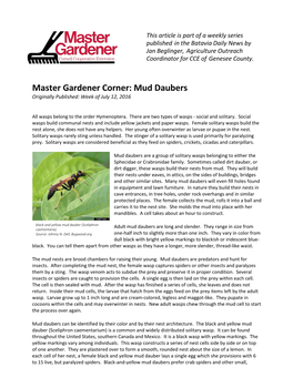 Master Gardener Corner: Mud Daubers Originally Published: Week of July 12, 2016