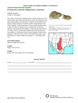 Yellow−Faced Pocket Gopher (Cratogeomys Castanops (Pappogeomys Castanops))