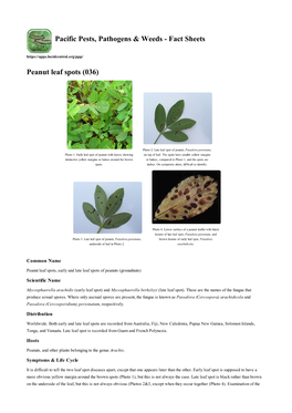 Peanut Leaf Spots (036)