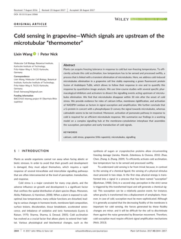 Cold Sensing in Grapevine—Which Signals Are Upstream of the Microtubular “Thermometer”