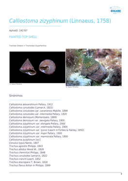 Calliostoma Zizyphinum (Linnaeus, 1758)