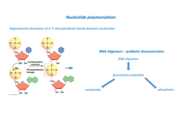 Nucleotide Polymerization