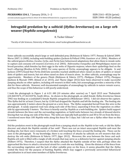 Intraguild Predation by a Salticid (Hyllus Brevitarsus) on a Large Orb Weaver (Nephila Senegalensis)