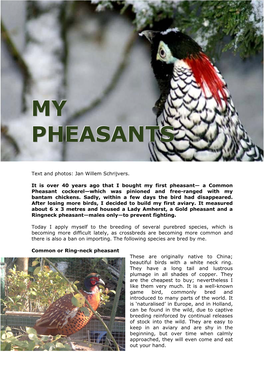 My Pheasants