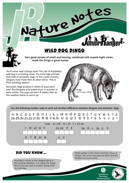 Wild Dog Dingo