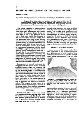 Pre-Natal Development of the Mouse Incisor