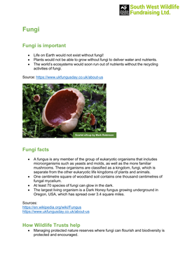 Fungi Is Important Fungi Facts How Wildlife Trusts Help