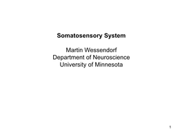 Somatosensory Projection to Cerebral Cortex