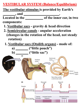 VESTIBULAR SYSTEM (Balance/Equilibrium) the Vestibular Stimulus Is Provided by Earth’S ______, and ______