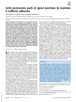 Actin Protrusions Push at Apical Junctions to Maintain E-Cadherin Adhesion