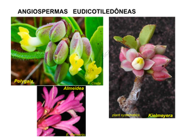 Angiospermas Eudicotiledôneas