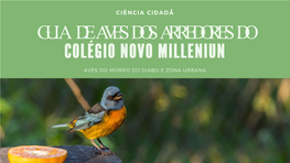 Guia De Aves Dos Arredores Do Colégio Novo Milleniun