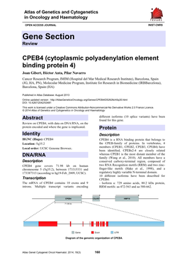 CPEB4 (Cytoplasmic Polyadenylation Element Binding Protein 4)