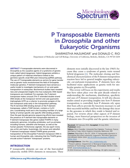 P Transposable Elements in Drosophila and Other Eukaryotic Organisms SHARMISTHA MAJUMDAR* and DONALD C