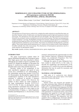 MORPHOLOGY and ULTRASTRUCTURE of the SPERMATOZOA of Scaptotrigona Xanthotricha MOURE (HYMENOPTERA, APIDAE, MELIPONINI)