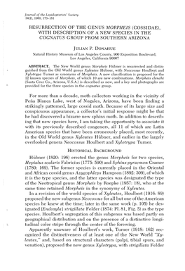 Resurrection of the Genus Morpheis (Cossidae), with Description of a New Species in the Cognatus Group from Southern Arizona