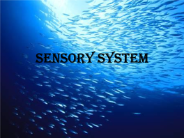 SENSORY SYSTEM Sense Organs in Fishes