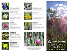 Wildflower Guide