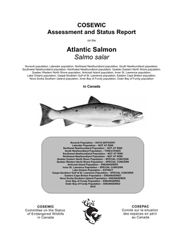 Atlantic Salmon Salmo Salar