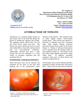 Anthracnose of Tomato