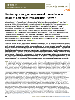 Pezizomycetes Genomes Reveal the Molecular Basis of Ectomycorrhizal Truffle Lifestyle