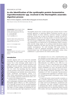 In Situ Identification of the Synthrophic Protein Fermentative