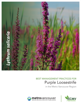 Purple Loosestrife Best Management Practices