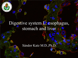 Digestive System I.: Esophagus, Stomach and Liver